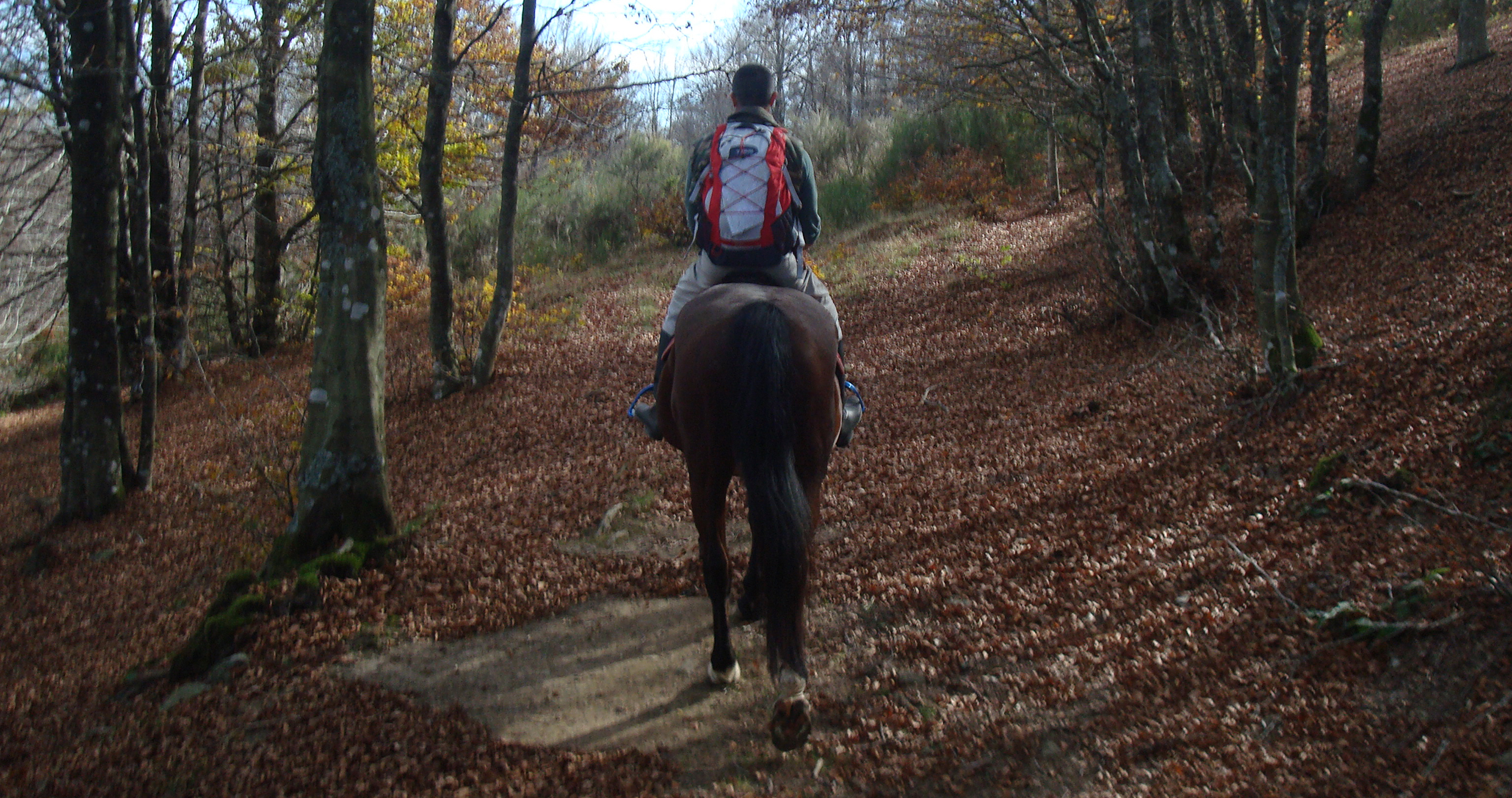THE POETRY OF HORSERIDING